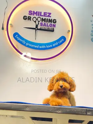 3-6 months Female Purebred Poodle