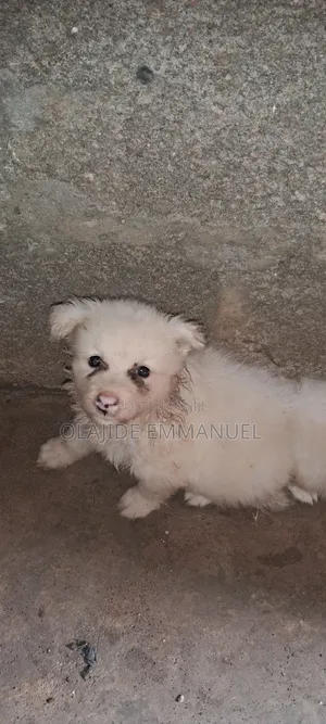 1-3 months Male Purebred American Eskimo