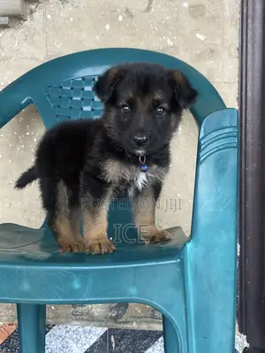 1-3 months Male Purebred German Shepherd