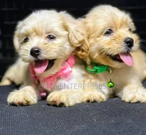 1-3 months Female Purebred Lhasa Apso