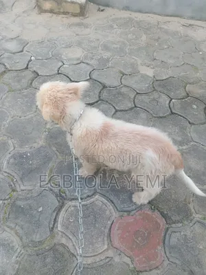 3-6 months Female Purebred Lhasa Apso