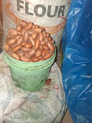 Bitter Kola Nuts