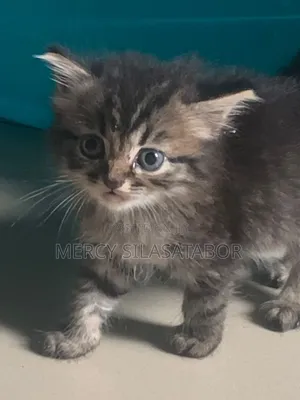 1-3 months Female Purebred Persian