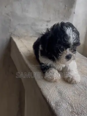 1-3 months Female Purebred Lhasa Apso