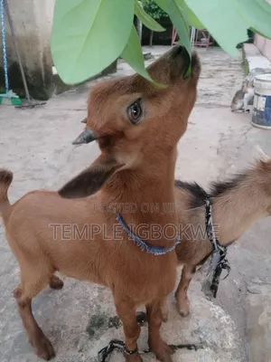 1 Year Man Goat