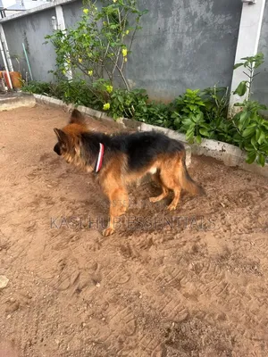 1+ year Male Purebred German Shepherd