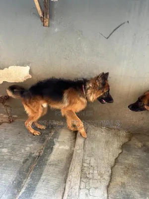 1+ year Male Purebred German Shepherd
