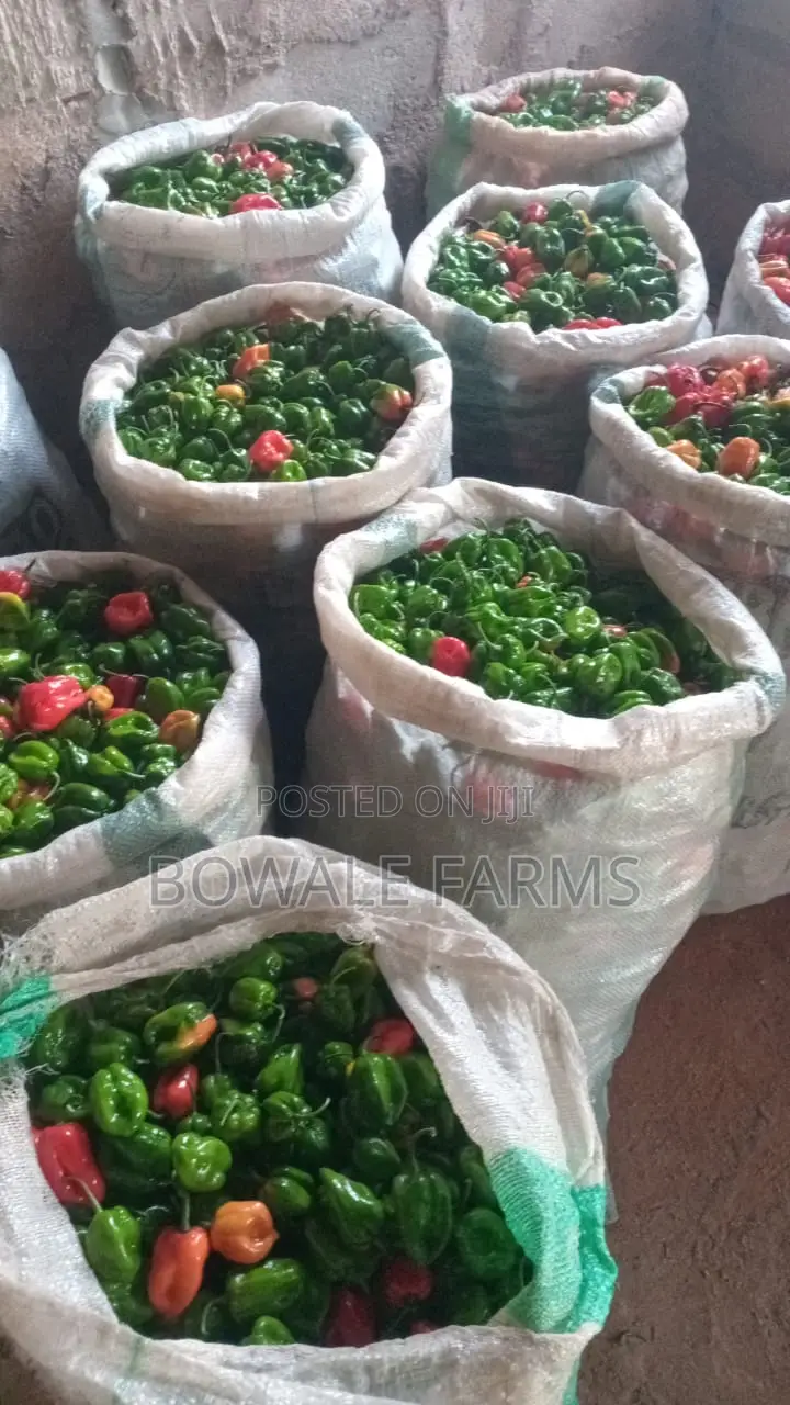 Export Grade Red & Green F1 Super Habanero Pepper - 1⁄2ton Weekly