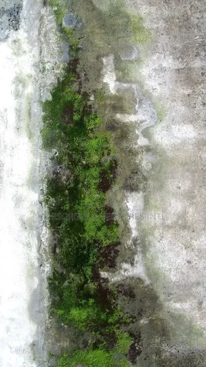 Algae Killer