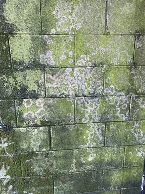 Algae Killer