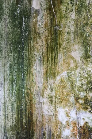 Algae Killer