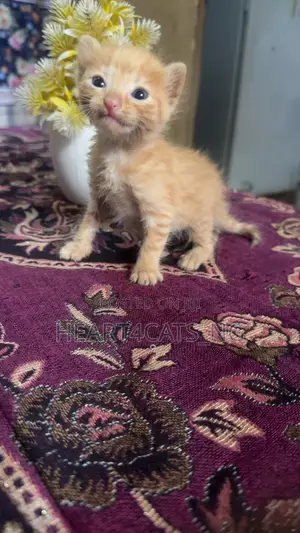 0-1 month Female Mixed Breed American Shorthair