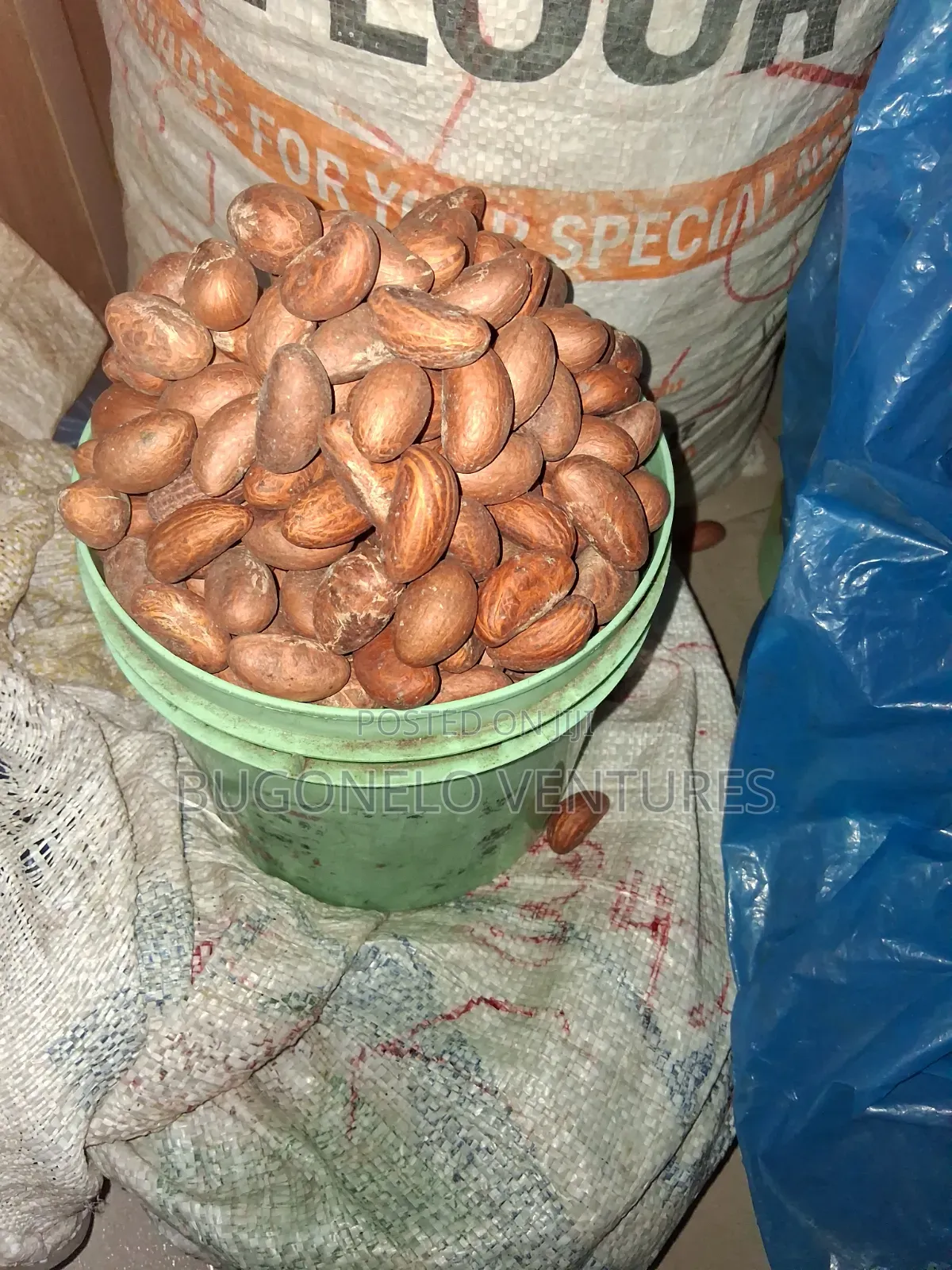 Bitter Kola Nuts.