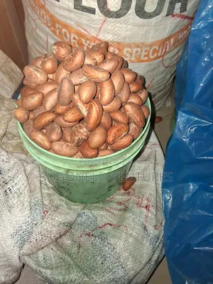 Bitter Kola Nuts.
