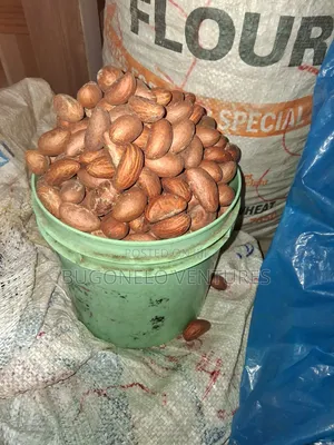 Bitter Kola Nuts.