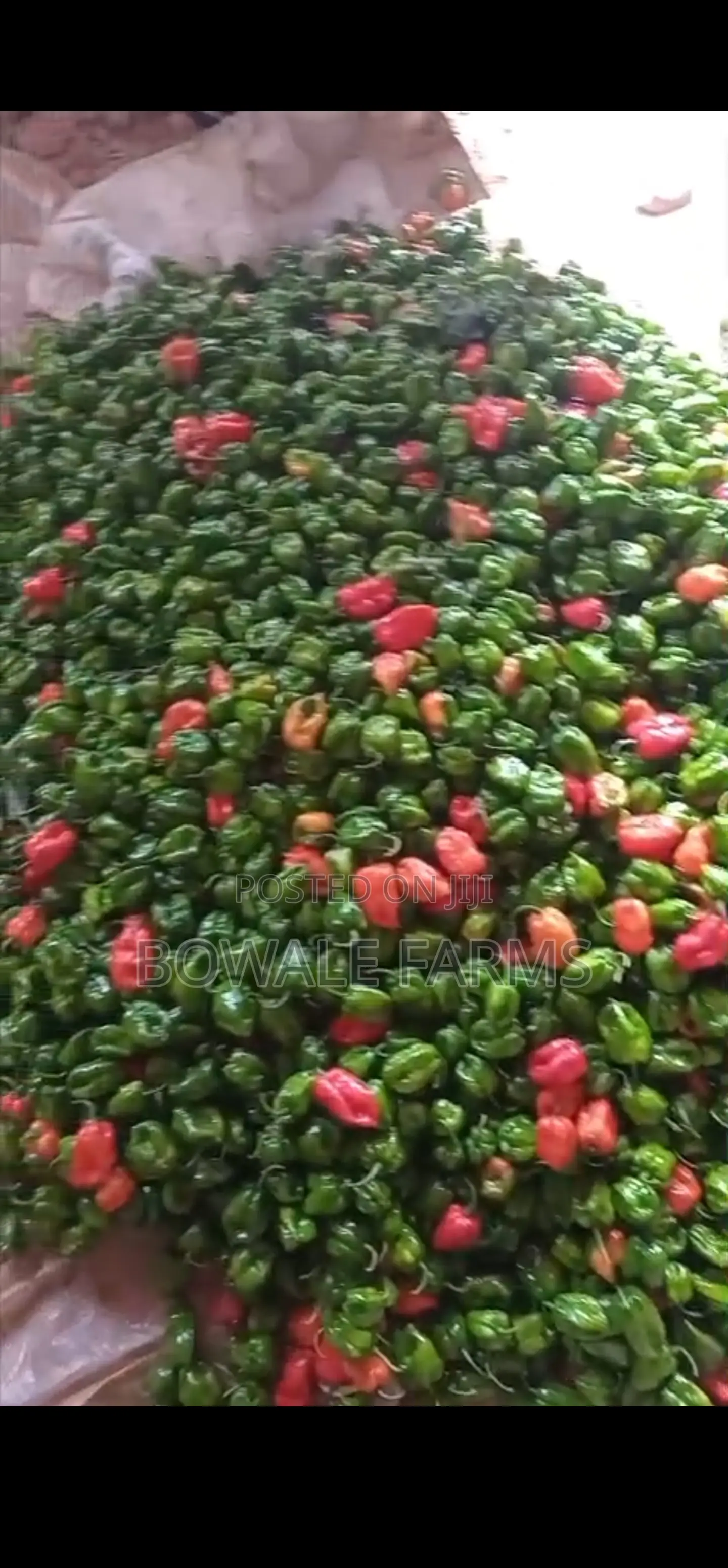 Export Grade Red & Green F1 Super Habanero Pepper - 1⁄2ton Weekly