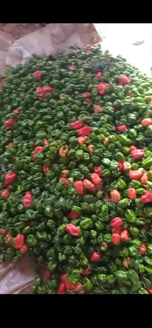 Export Grade Red & Green F1 Super Habanero Pepper - 1⁄2ton Weekly