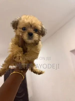 1-3 months Female Purebred Lhasa Apso
