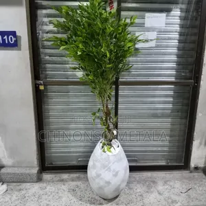 Ceramic Pot and Weeping Fig Plant