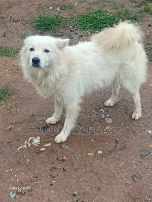 1+ year Male Purebred American Eskimo