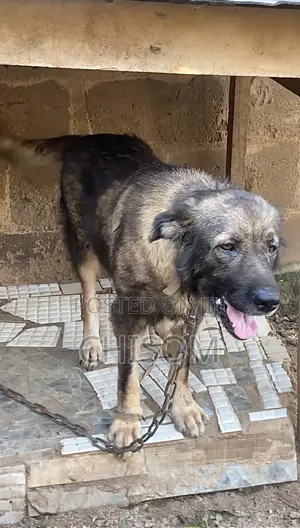 1+ year Female Purebred Caucasian Shepherd