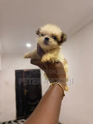 1-3 months Male Purebred Lhasa Apso