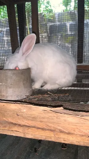 Adult Rabbit