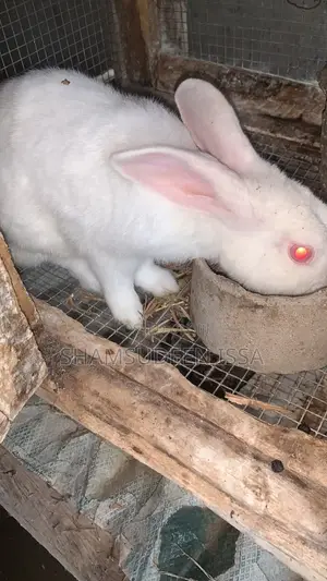 Adult Rabbit