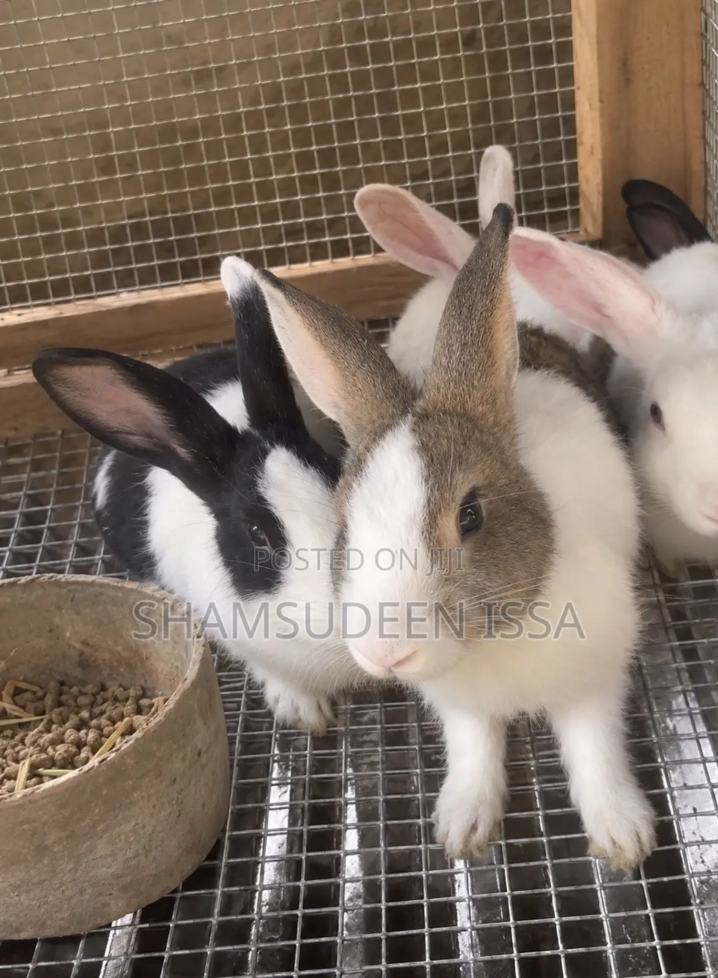 Adult Rabbit