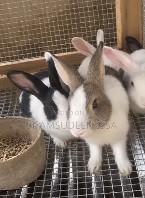 Adult Rabbit