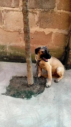 1-3 months Male Purebred Boerboel