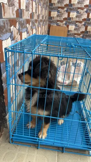 6-12 months Male Mixed Breed Lhasa Apso