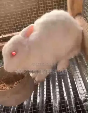 Adult Rabbit