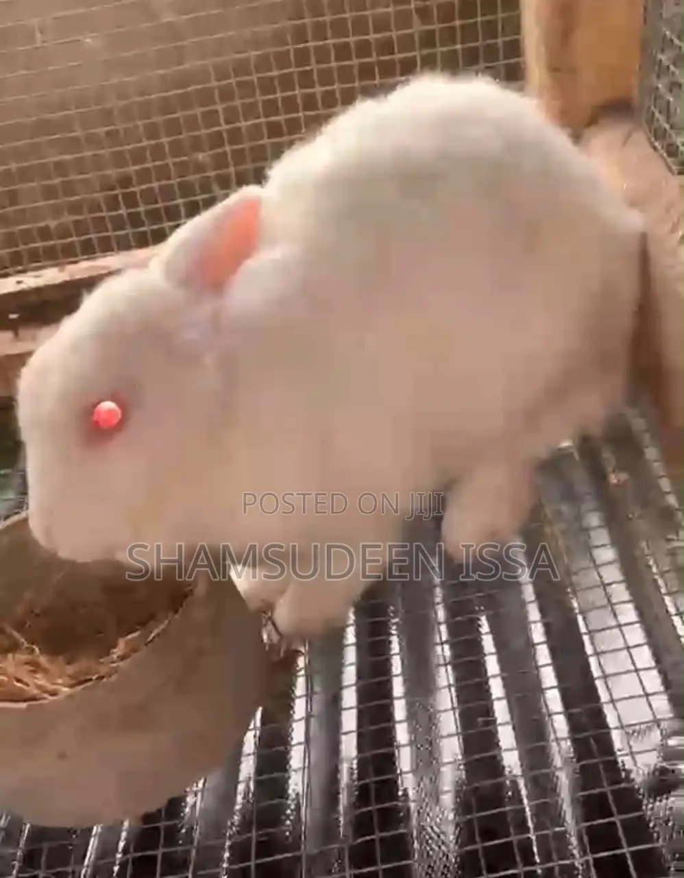 Adult Rabbit