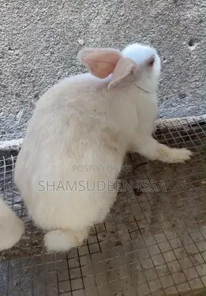 Adult Rabbit