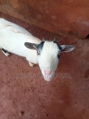 Female Goat for Sell
