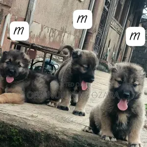 1-3 months Male Purebred Caucasian Shepherd