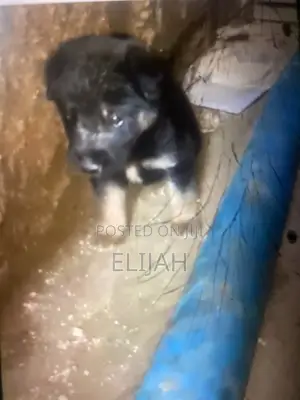 1-3 months Female Purebred German Shepherd