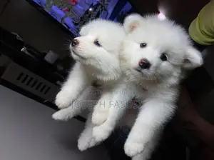 1-3 months Female Purebred American Eskimo
