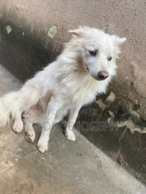 6-12 months Male Purebred American Eskimo