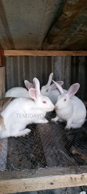 D. Y Rabbitry
