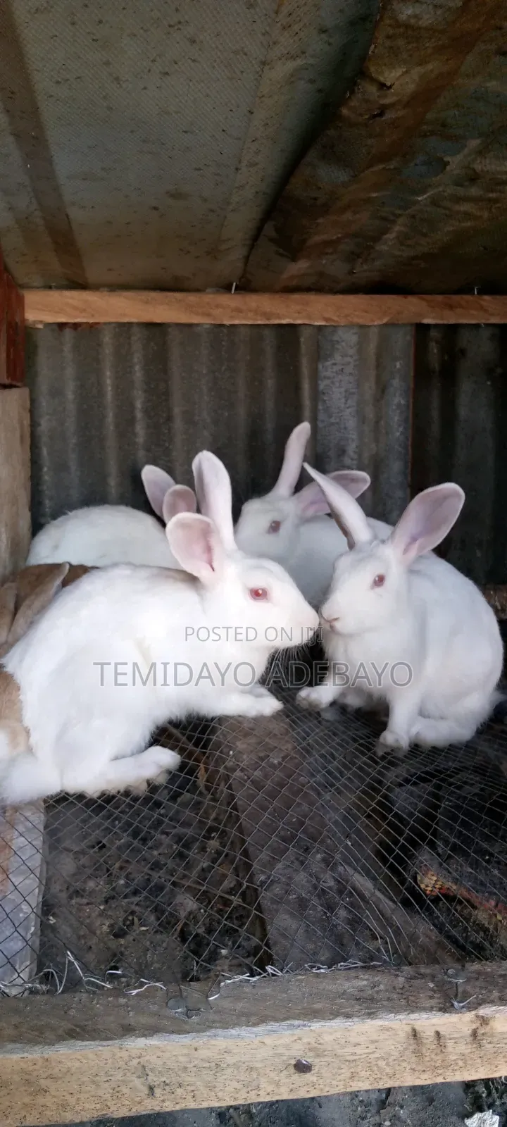 D. Y Rabbitry