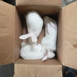 D. Y Rabbitry