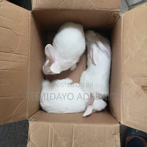 D. Y Rabbitry