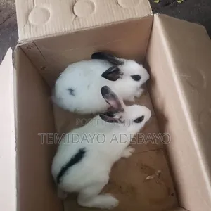 D. Y Rabbitry