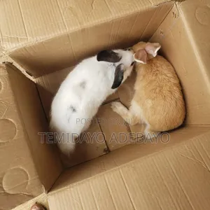 D. Y Rabbitry