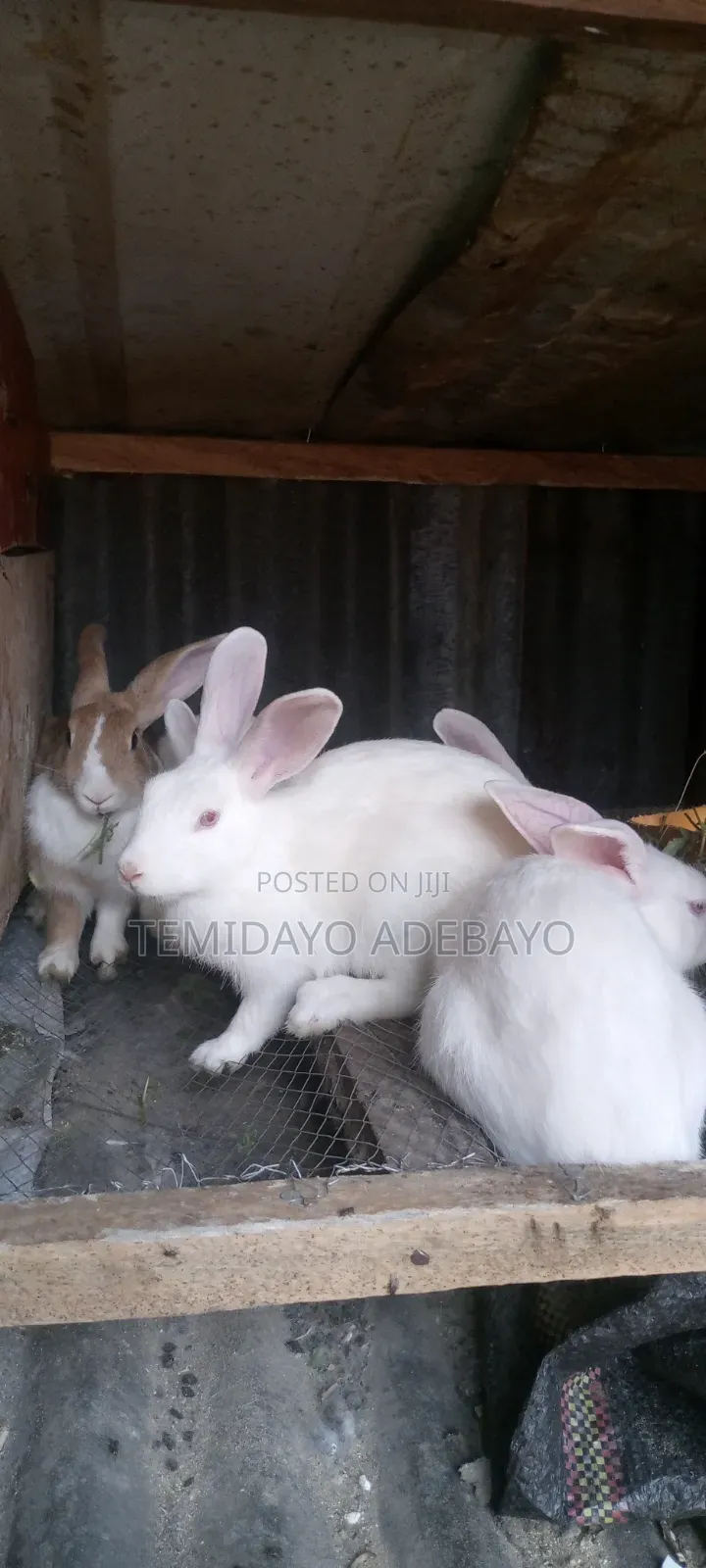 D. Y Rabbitry