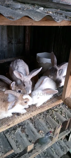 D. Y Rabbitry