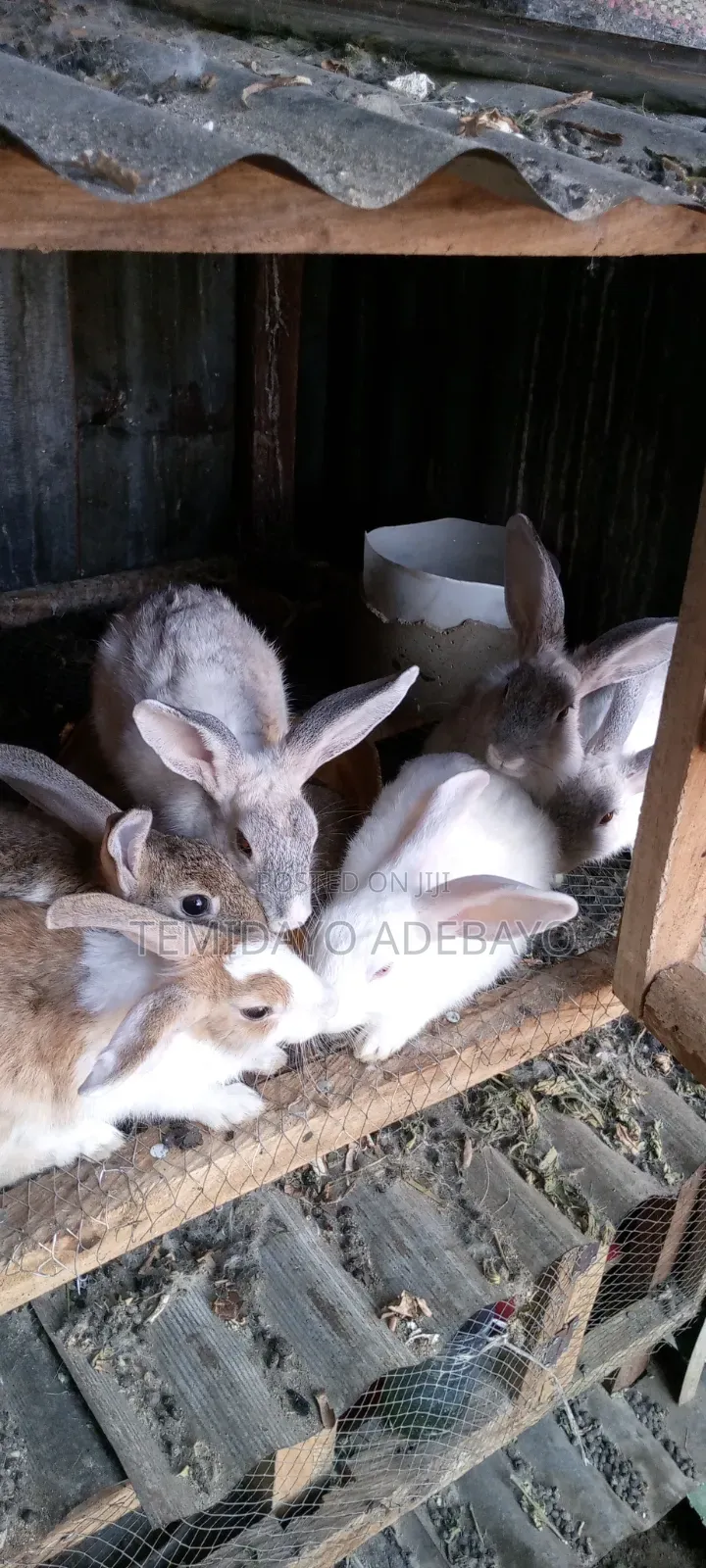 D. Y Rabbitry