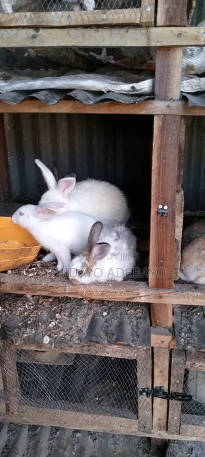 D. Y Rabbitry